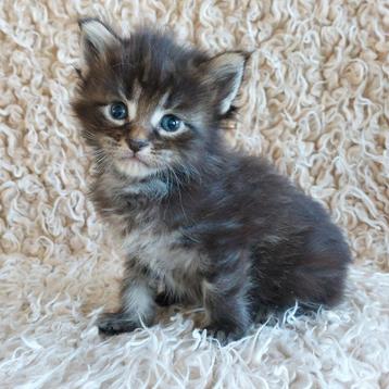 Schitterende Maine coon kittens met stamboom geboren 23 juni beschikbaar voor biedingen