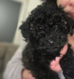 Dwergpoedel, Poedel, Parvo, België, Particulier