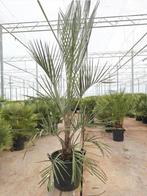 Butia Capitata palmboom 1.80mtr., 100 tot 250 cm, Zomer, Palmboom, Ophalen