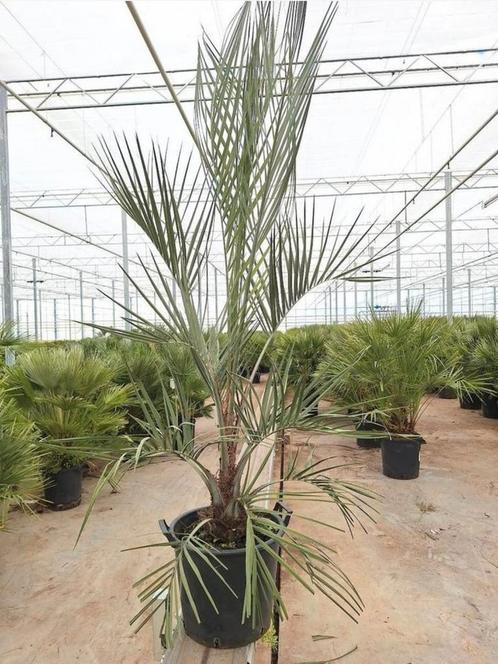 Butia Capitata palmboom 1.80mtr., Tuin en Terras, Planten | Bomen, Palmboom, 100 tot 250 cm, Volle zon, Zomer, Ophalen