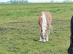 Bijrijder/ verzorger gezocht, Dieren en Toebehoren
