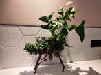 Aquascape hout met veel planten, Dieren en Toebehoren, Vissen | Aquaria en Toebehoren, Ophalen, Nieuw, Plant(en), Steen of Hout