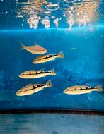 Cichla Pinima +/- 15cm, Dieren en Toebehoren, Vis, Zoetwatervis, Schoolvis