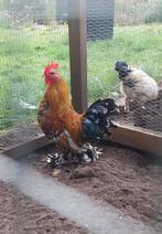 Sabelpoot kriel haan, GRATIS, Dieren en Toebehoren, Pluimvee, Mannelijk, Kip