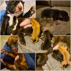 Hollandse Herder x Mechelaar - Cattle Dog Pup, Parvo, 8 tot 15 weken, Meerdere, Meerdere dieren