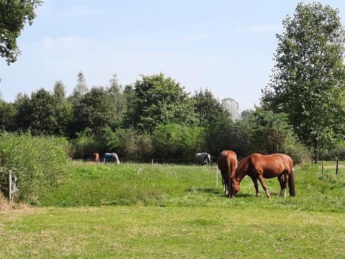 Volledige verzorging, direct aan bos, wei, paddock, box, bak, Dieren en Toebehoren, Stalling en Weidegang, Weidegang