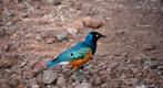 Driekleur glansspreeuw te koop, Dieren en Toebehoren, Vogels | Overige Vogels, Mannelijk, Tropenvogel