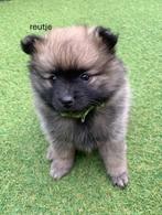 Pomeranian / Pomeriaan pups !, Dieren en Toebehoren, Keeshond, Meerdere, Meerdere dieren, Nederland