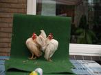 AYAM SERAMA  A tjes haantjes, Dieren en Toebehoren, Mannelijk, Kip