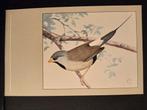 Spitstaartamadine  ansichtkaart P Sluis getek Rein Stuurman, Verzamelen, Verzenden, Ongelopen, Vogel