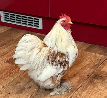 Cochin kriel hanen beschikbaar voor biedingen