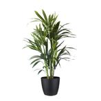 Kentia Palm in ELHO sierpot (Brussels Round zwart), Huis en Inrichting, Kamerplanten, Minder dan 100 cm, Palm, Halfschaduw, Verzenden