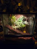 Zoomed terrarium van 45x45x45, Ophalen, Zo goed als nieuw, Terrarium of Paludarium