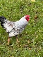 Wyandotte haan, Dieren en Toebehoren, Pluimvee, Mannelijk