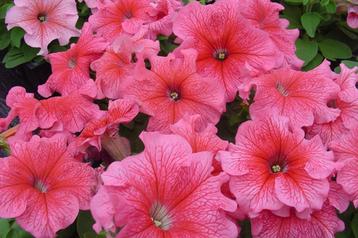 Petunia Roze zaden  (pillenzaad) beschikbaar voor biedingen