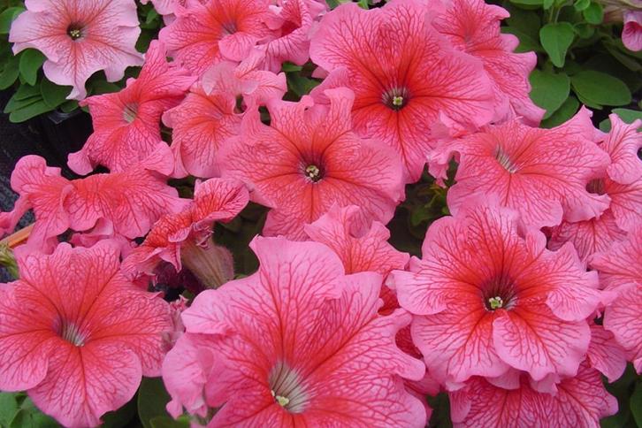 Petunia Roze zaden  (pillenzaad), Tuin en Terras, Bloembollen en Zaden, Zaad, Voorjaar, Volle zon, Ophalen of Verzenden