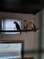 Groendij caiques kweekkoppel, Dieren en Toebehoren, Vogels | Parkieten en Papegaaien, Mannelijk, Papegaai, Geringd