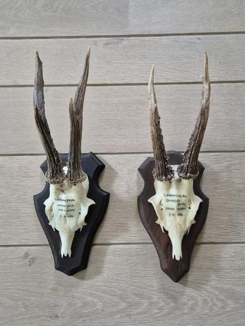 2 Mooie Ree Geweien Samen € 25 Jacht Mancave Overkapping d49 beschikbaar voor biedingen