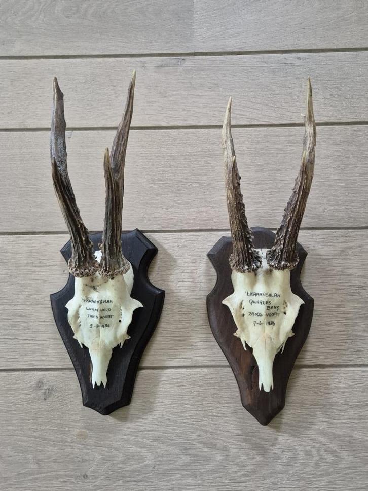 2 Mooie Ree Geweien Samen € 25 Jacht Mancave Overkapping d49, Verzamelen, Dierenverzamelingen, Gewei of Kop, Hert, Ophalen of Verzenden