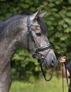 3 jarige Andalusier ruin met maat.., Dieren en Toebehoren, Paarden, Ruin, Dressuurpaard, Zadelmak, 3 tot 6 jaar