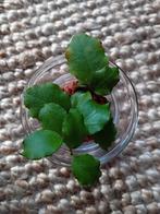 Hoya Endauensis. Plantje met 2 stekjes!, Ophalen of Verzenden, Overige soorten, Minder dan 100 cm