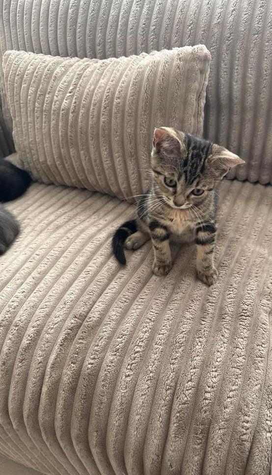Britse Korthaar mix kittens, Dieren en Toebehoren, Katten en Kittens | Overige Katten, Kortharig, Meerdere dieren, 0 tot 2 jaar