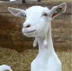 Geiten overlopers 2025 tekoop, Vrouwelijk, Geit, 0 tot 2 jaar