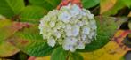 Hortensia, Tuin en Terras, Planten | Tuinplanten, Vaste plant, Halfschaduw, Zomer, Ophalen