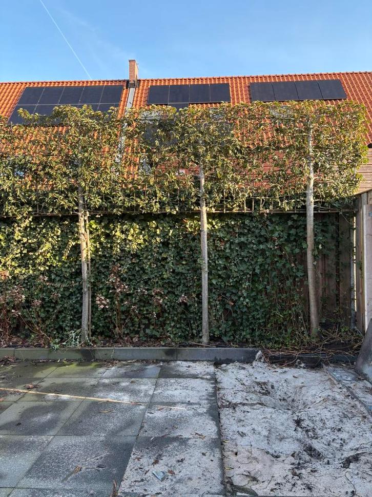 Drie portugese laurier leibomen 6cm stam, Tuin en Terras, Planten | Bomen, Overige soorten, 100 tot 250 cm, Volle zon, Bloeit niet