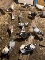 Duiven, Dieren en Toebehoren, Vogels | Duiven, Vrouwelijk