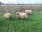 Blue de Maine lammeren, Dieren en Toebehoren, Schapen, Geiten en Varkens, Meerdere dieren, Schaap