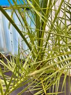 Phoenix Palm 250 cm, 100 tot 250 cm, Zomer, Palmboom, Ophalen
