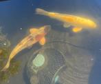 2 hele mooie bijzondere koi karpers, Karper of Koi