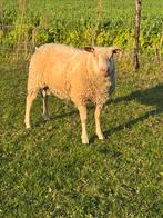 Dekram te huur, Dieren en Toebehoren, Schapen, Geiten en Varkens, Mannelijk, Schaap