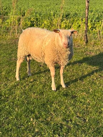 Dekram te huur beschikbaar voor biedingen