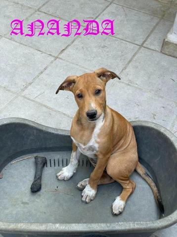 HzH-ANANDA & AZOR zoeken ieder een eigen warm thuis beschikbaar voor biedingen