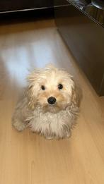 Goedverzorgende mooie blonde Maltipoo pup, Poedel, 15 weken tot 1 jaar, Reu, Parvo