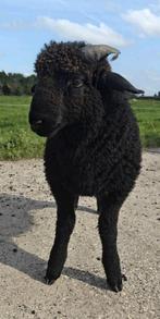 Walliser Schwarznase kruising ram te koop, Dieren en Toebehoren, Schapen, Geiten en Varkens, Mannelijk, Schaap