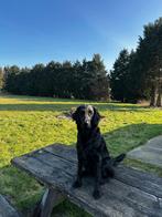 Flatcoated Retriever pups verwacht in mei, Dieren en Toebehoren, Rabiës (hondsdolheid), Overige rassen, 8 tot 15 weken, Meerdere