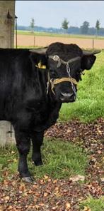 Dexter stier, Mannelijk, 0 tot 2 jaar