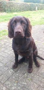 Duitse Staande langhaar reu Bonja, Dieren en Toebehoren, Honden | Setters en Staande honden, Duitse Staande hond, 15 weken tot 1 jaar