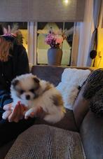 Pomeriaantje/Pomchi teefje !puppie 7wk wit/bruine, Overige rassen, CDV (hondenziekte), 8 tot 15 weken, Teef