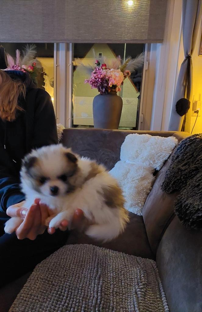 Pomeriaantje/Pomchi teefje !puppie 7wk wit/bruine, Dieren en Toebehoren, Honden | Chihuahua's en Gezelschapshonden, Teef, Overige rassen