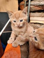 Rode katertjes, kittens,, Dieren en Toebehoren, Katten en Kittens | Overige Katten, Kater, Kortharig, 0 tot 2 jaar