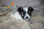 Mooie kleine boomer pups., Dieren en Toebehoren, Honden | Chihuahua's en Gezelschapshonden, Nederland, Overige rassen, 8 tot 15 weken