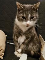 Lief en uniek katje zoekt een nieuw warm thuis, Dieren en Toebehoren, Katten en Kittens | Overige Katten, Kater