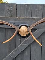 Mooi gewei, Verzamelen, Dierenverzamelingen, Ophalen of Verzenden, Gebruikt, Hert, Gewei of Kop