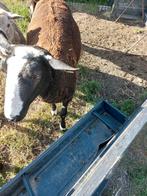 overjarige zwartbles ram, Mannelijk, Schaap