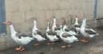 Mooie jonge Twentse landganzen te koop!, Dieren en Toebehoren, Pluimvee, Meerdere dieren, Gans of Zwaan