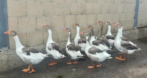 Mooie jonge Twentse landganzen te koop!, Dieren en Toebehoren, Pluimvee, Gans of Zwaan, Meerdere dieren